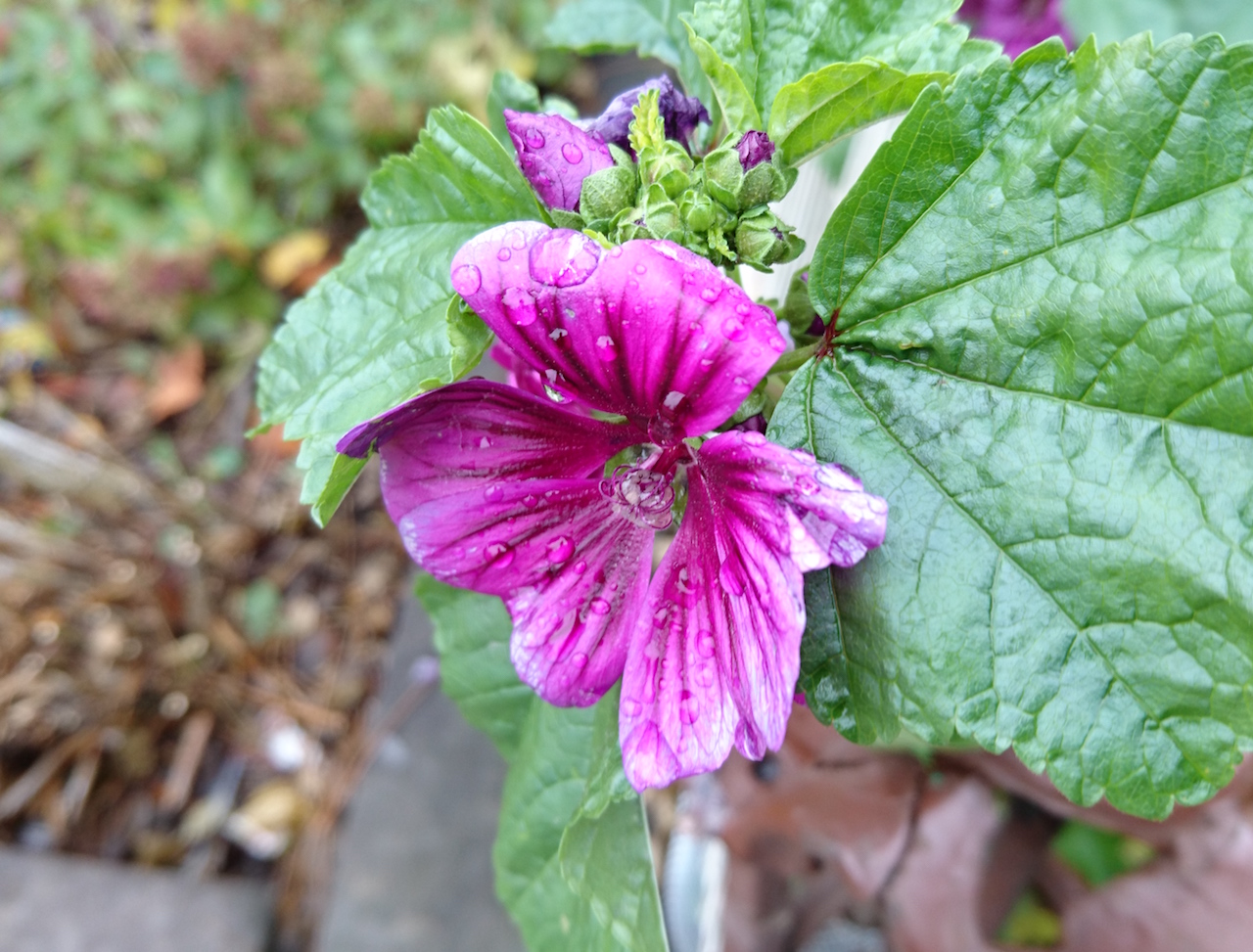 Xperia Z5