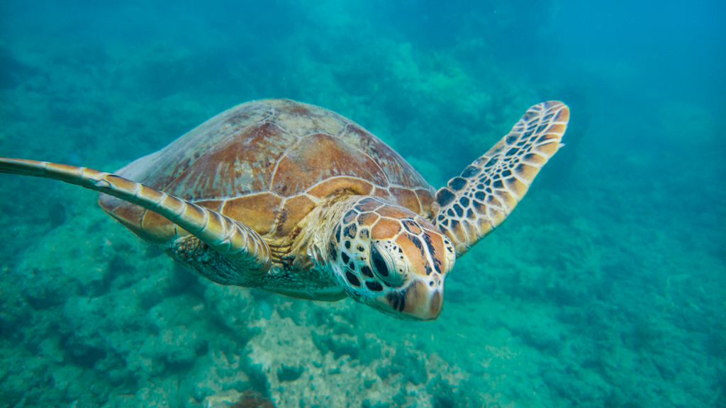 underwater-smartphone-photography-tips