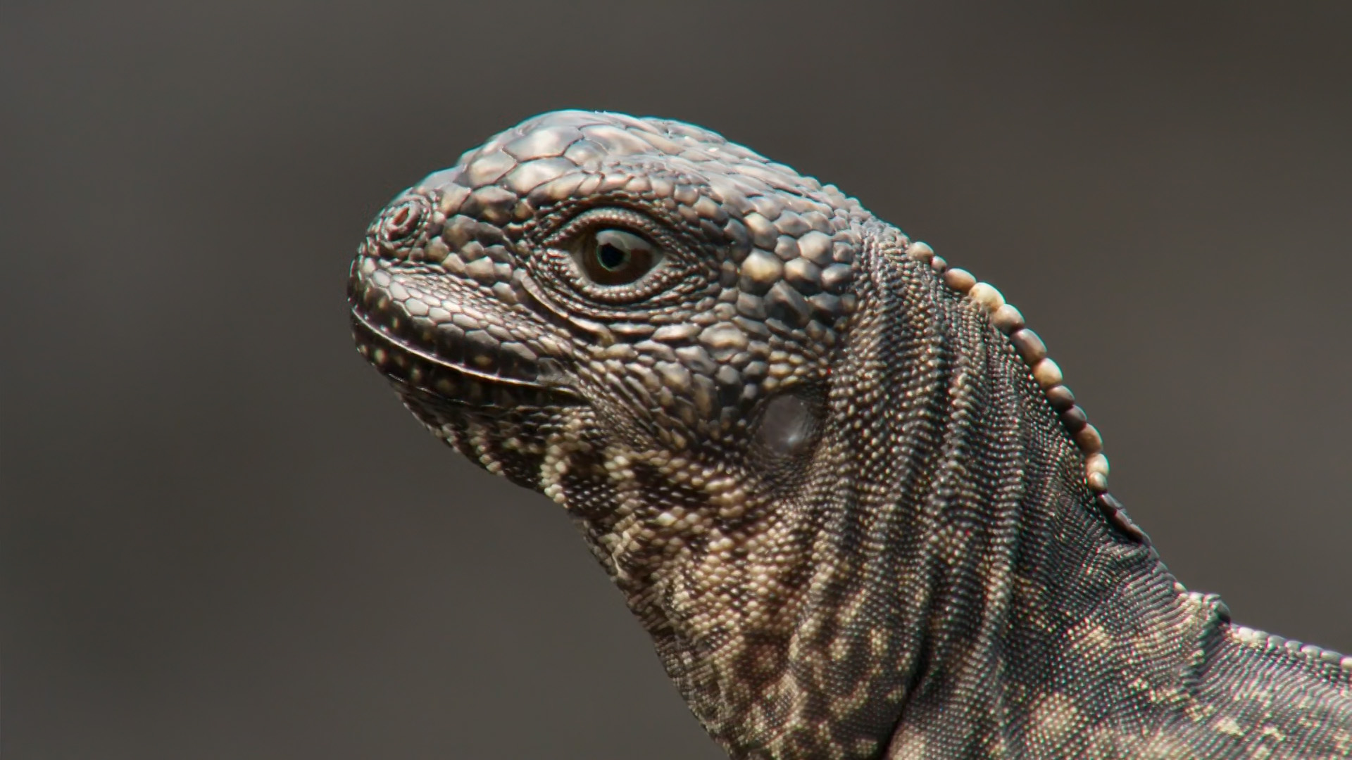 Planet Earth II screencap