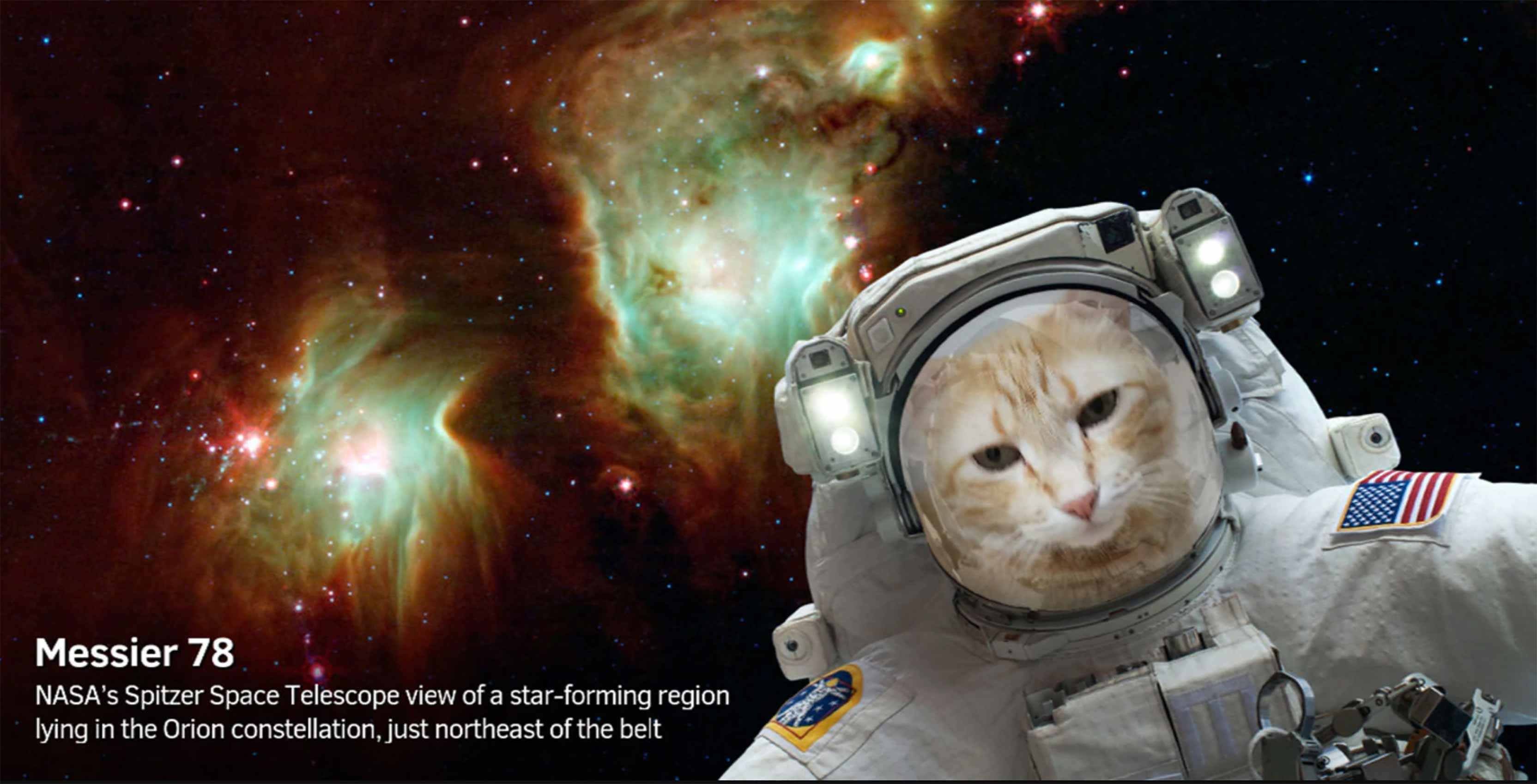 NASA catstronaut