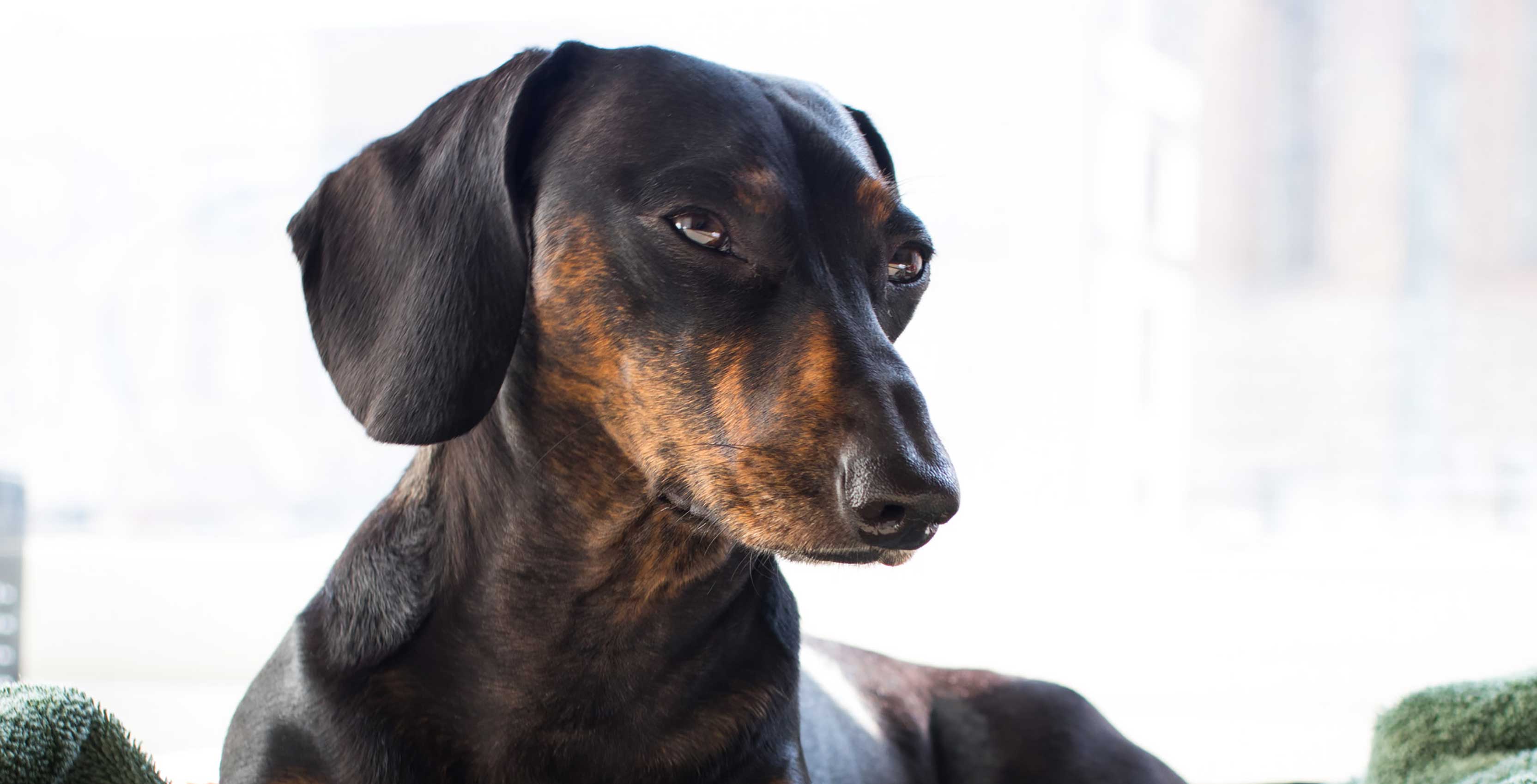 Dachshund