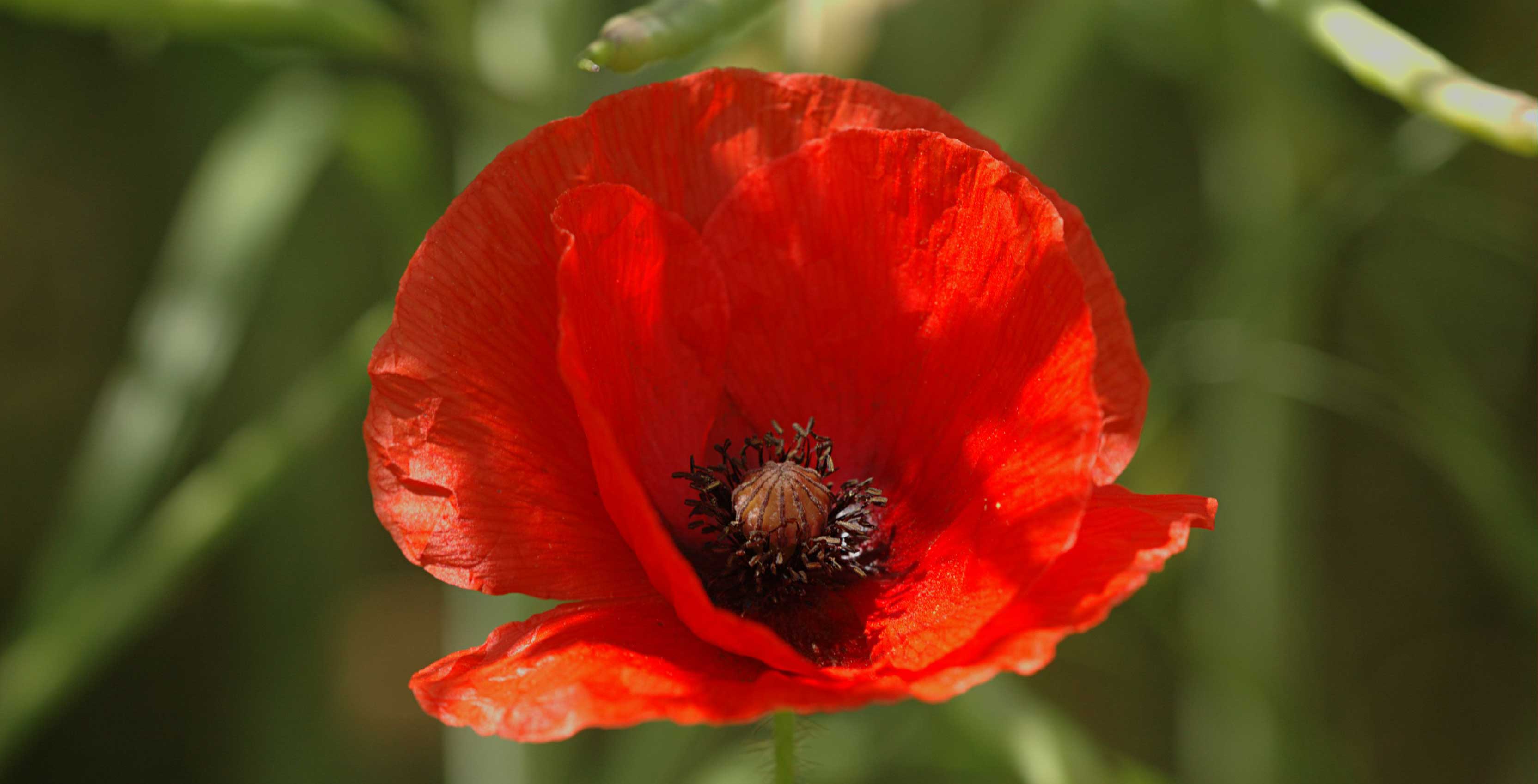 poppy