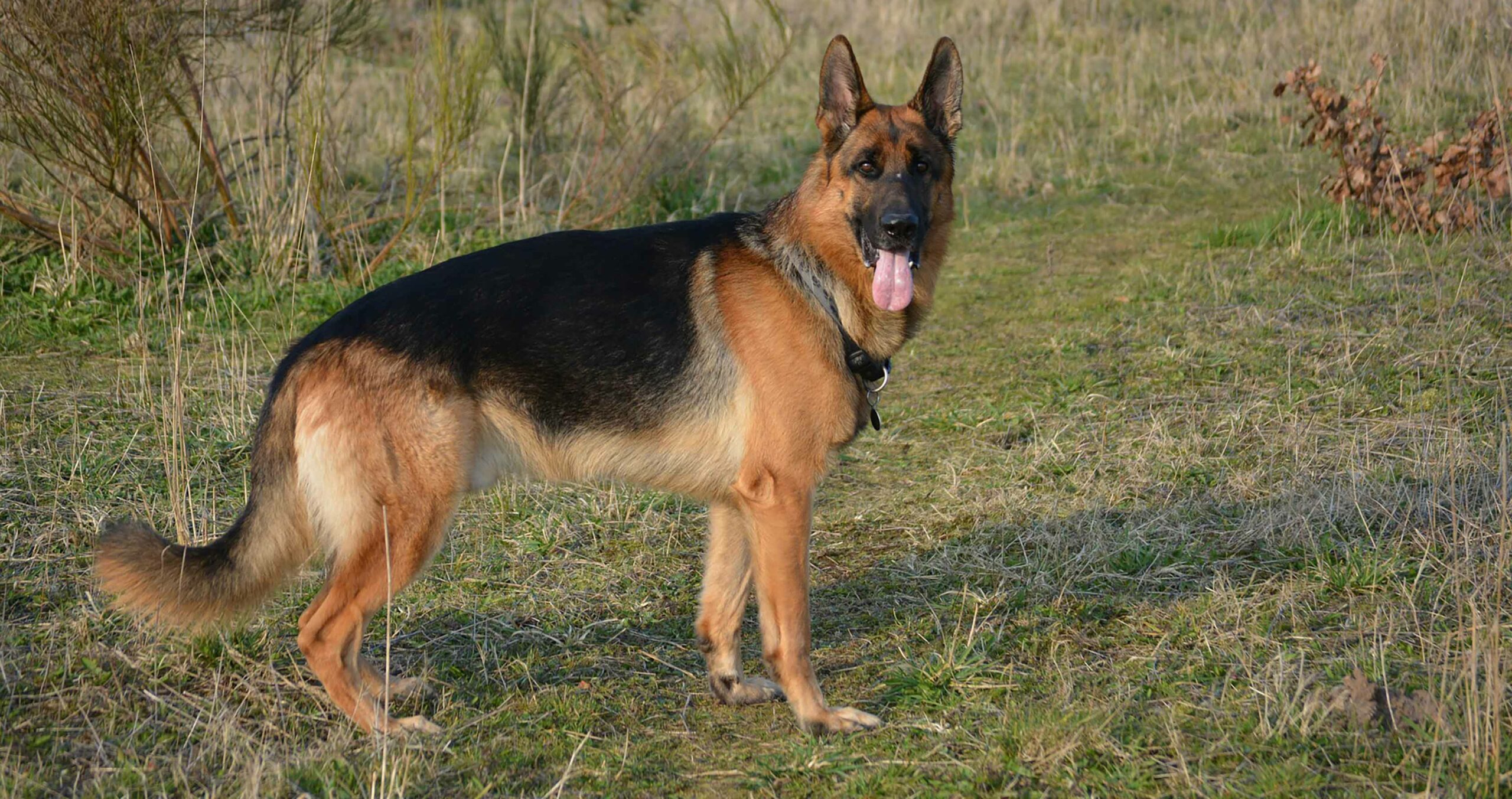 German Shepherd