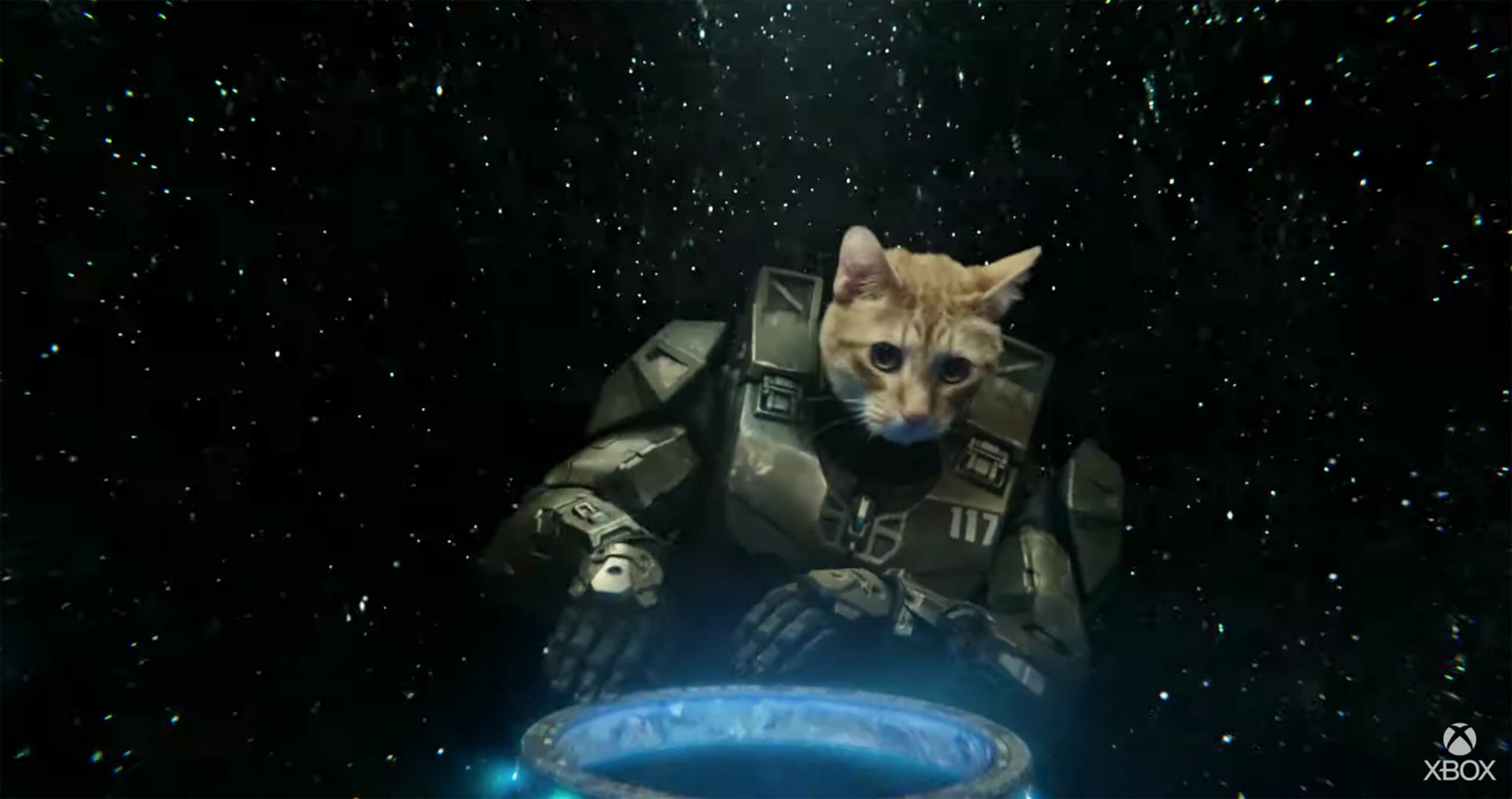 Master Chief cat