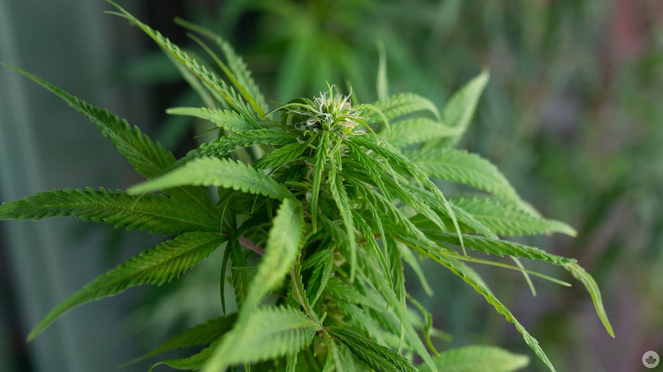 Cannabis plant flowering