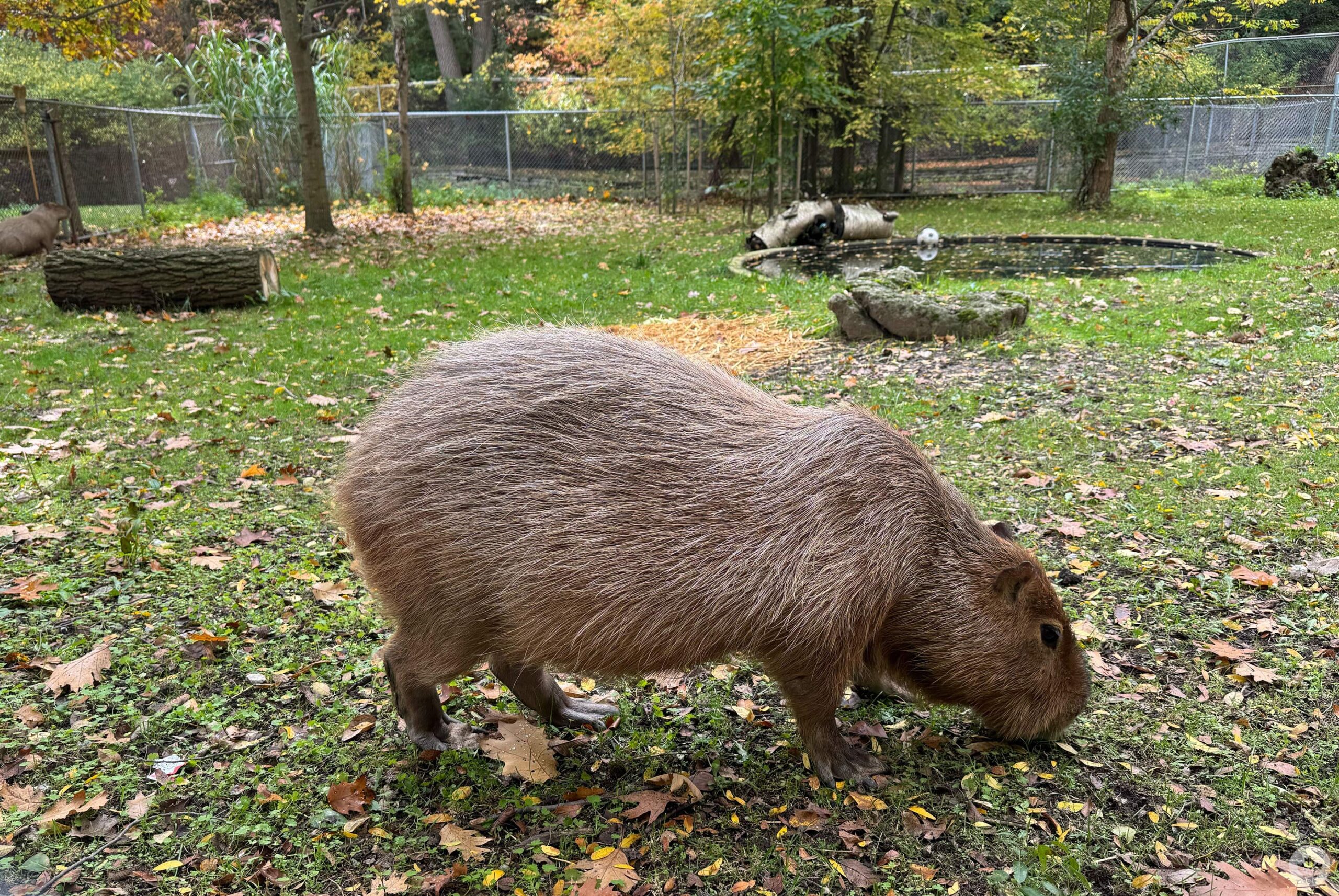 capybara and zoo