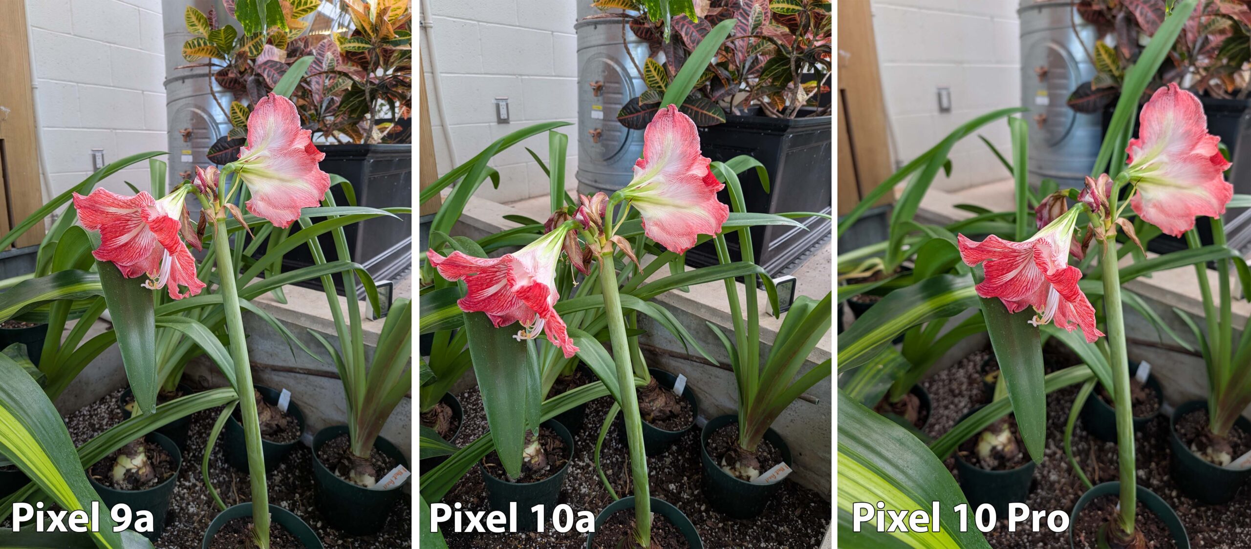 Comparison of Pixel 10a, 9a, and 10 Pro main cameras.