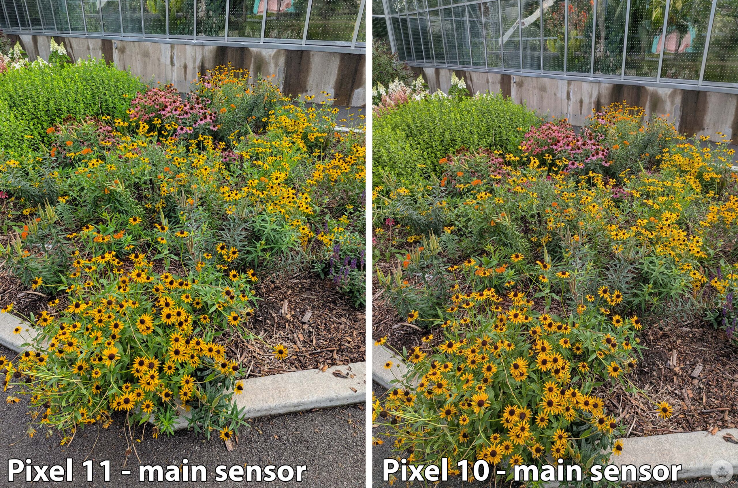 Pixel 11 and Pixel 10 main sensor comparison.