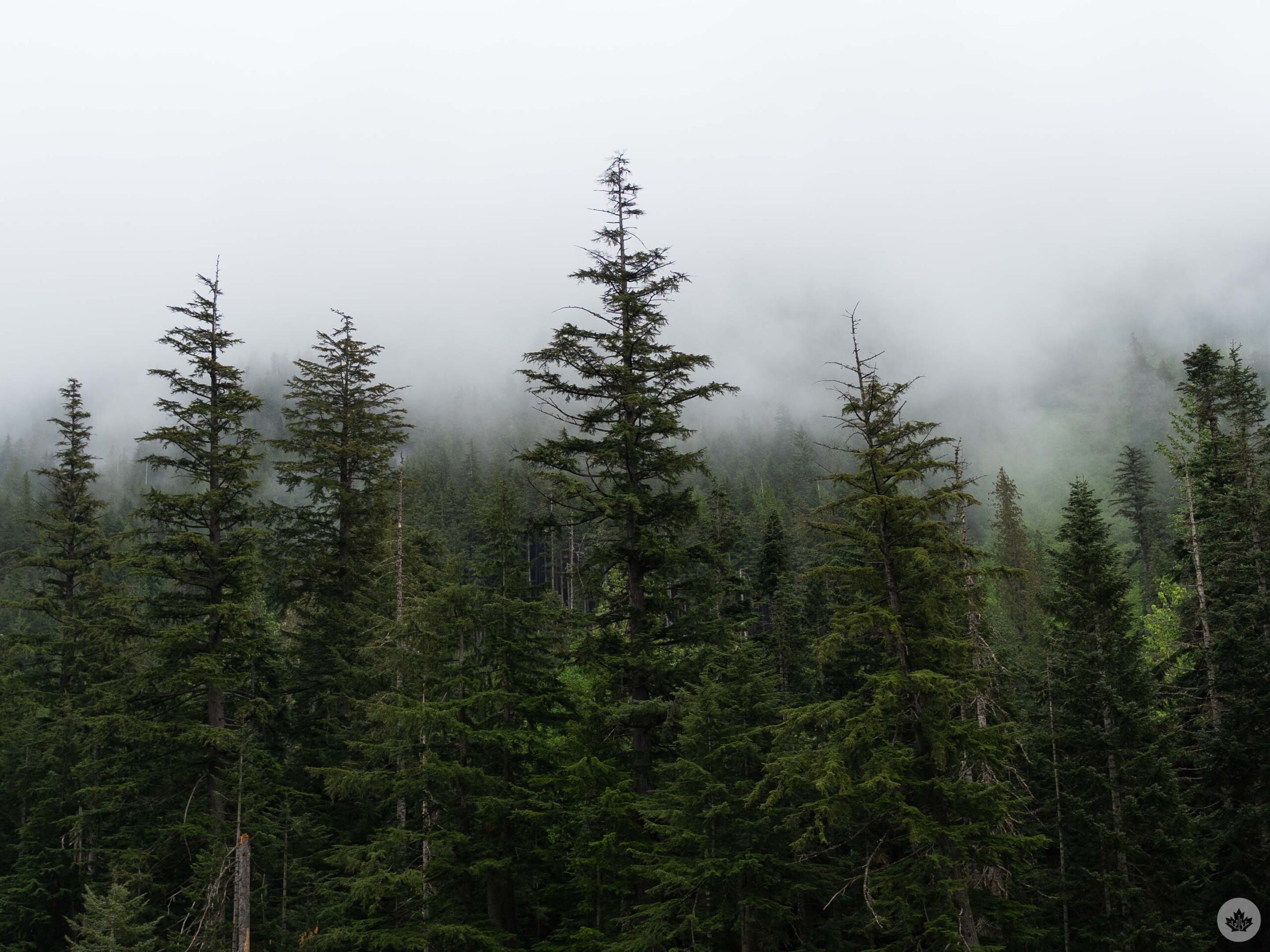 gm trip day 1 fog and trees